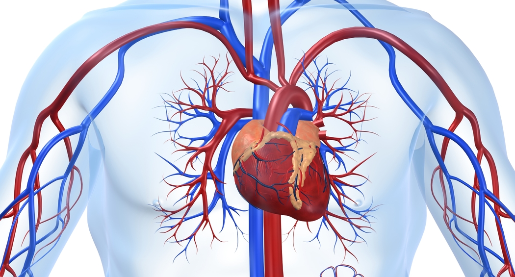 Cardiologische zorg door speciaal getrainde huisarts mogelijk veilig alternatief voor ziekenhuiszorg