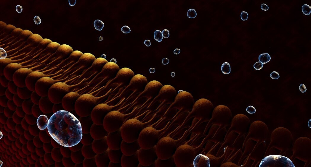 Apotheker-geleide lipidenklinieken binnen cardiale revalidatie bieden kans op betere CV-preventie