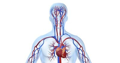 CV-risicobeoordeling kan tegelijk met cholesterolmeting 
