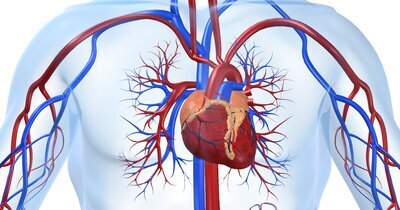 Lager HbA1c en lagere bloeddruk gunstige cardiovasculaire gezondheidsparameters in type 1 diabetes