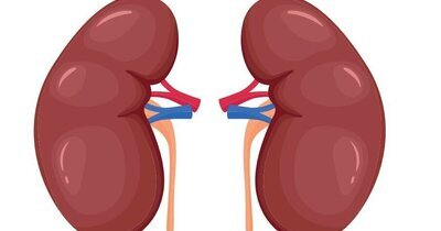 Socioculturele man-vrouw verschillen in prevalentie nierinsufficiëntie 